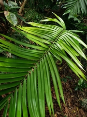 Zamia inermis