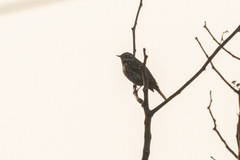 Anthus hodgsoni
