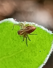 Oxyopes lineatus