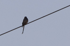 Dicrurus leucophaeus