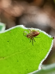 Oxyopes lineatus
