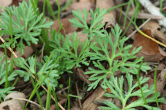 Geranium dissectum