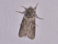 Acronicta tota