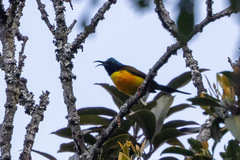 Aethopyga nipalensis