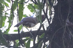 Grammatoptila striata