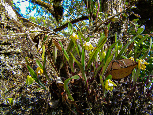 Polystachya campyloglossa image