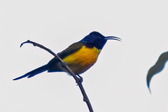 Aethopyga nipalensis