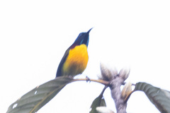 Aethopyga nipalensis