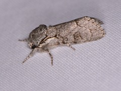 Acronicta tota