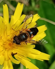 Eristalis similis