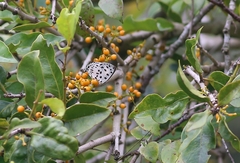 Tajuria maculata