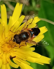 Eristalis similis
