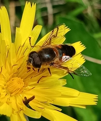 Eristalis similis