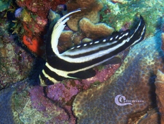 Eques punctatus