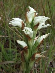 Chloraea