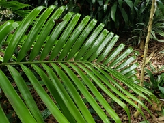 Zamia inermis