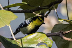 Machlolophus spilonotus