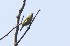 Aethopyga nipalensis