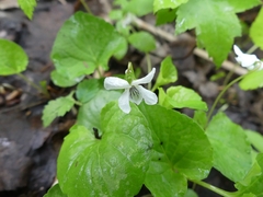 Viola renifolia