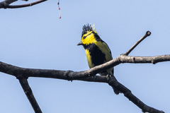 Machlolophus spilonotus