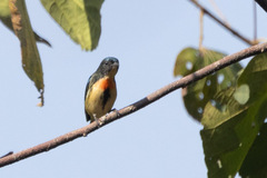 Dicaeum ignipectus cambodianum