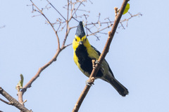 Machlolophus spilonotus