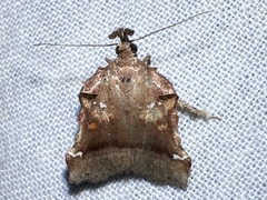 Clydonopteron sacculana