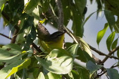 Phylloscopus affinis