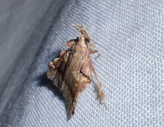 Clydonopteron sacculana