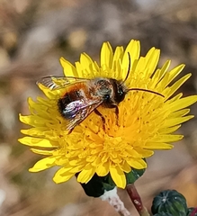 Osmia bicornis