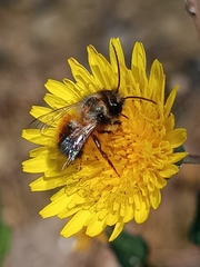 Osmia bicornis