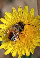 Osmia bicornis