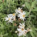 Olearia phlogopappa flavescens - Photo (c) Alex Martine, some rights reserved (CC BY-NC), uploaded by Alex Martine