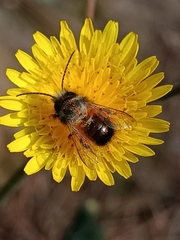 Osmia bicornis