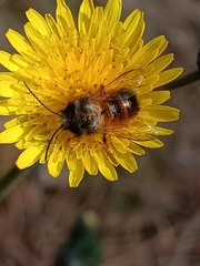 Osmia bicornis