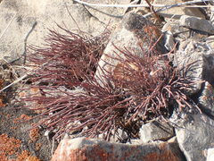 Ephedra monosperma