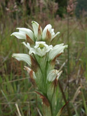 Chloraea