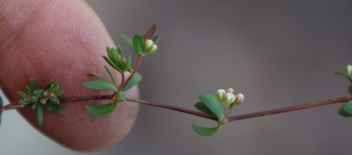 Image of Common Muggiegrass (Adenogramma lichtensteiniana) by (c) Tony Rebelo, some rights reserved (CC BY-SA)