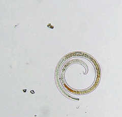Nematoda