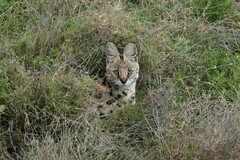 Leptailurus serval lipostictus