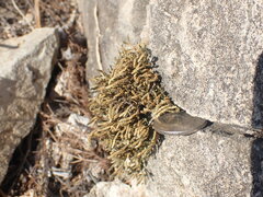 Selaginella sanguinolenta