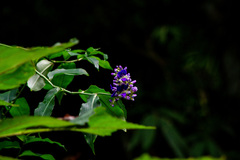 Dichorisandra thyrsiflora