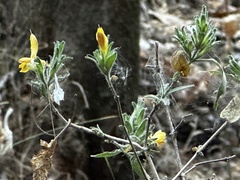 Crocanthemum glomeratum