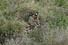 Leptailurus serval lipostictus