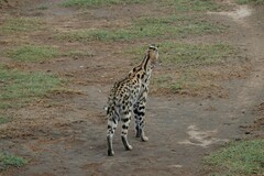 Leptailurus serval lipostictus
