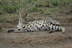 Leptailurus serval lipostictus