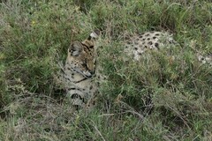 Leptailurus serval lipostictus
