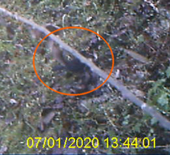Turdus merula