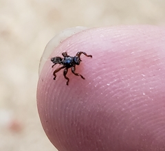 Lipoptena depressa