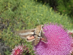 Hyles euphorbiarum